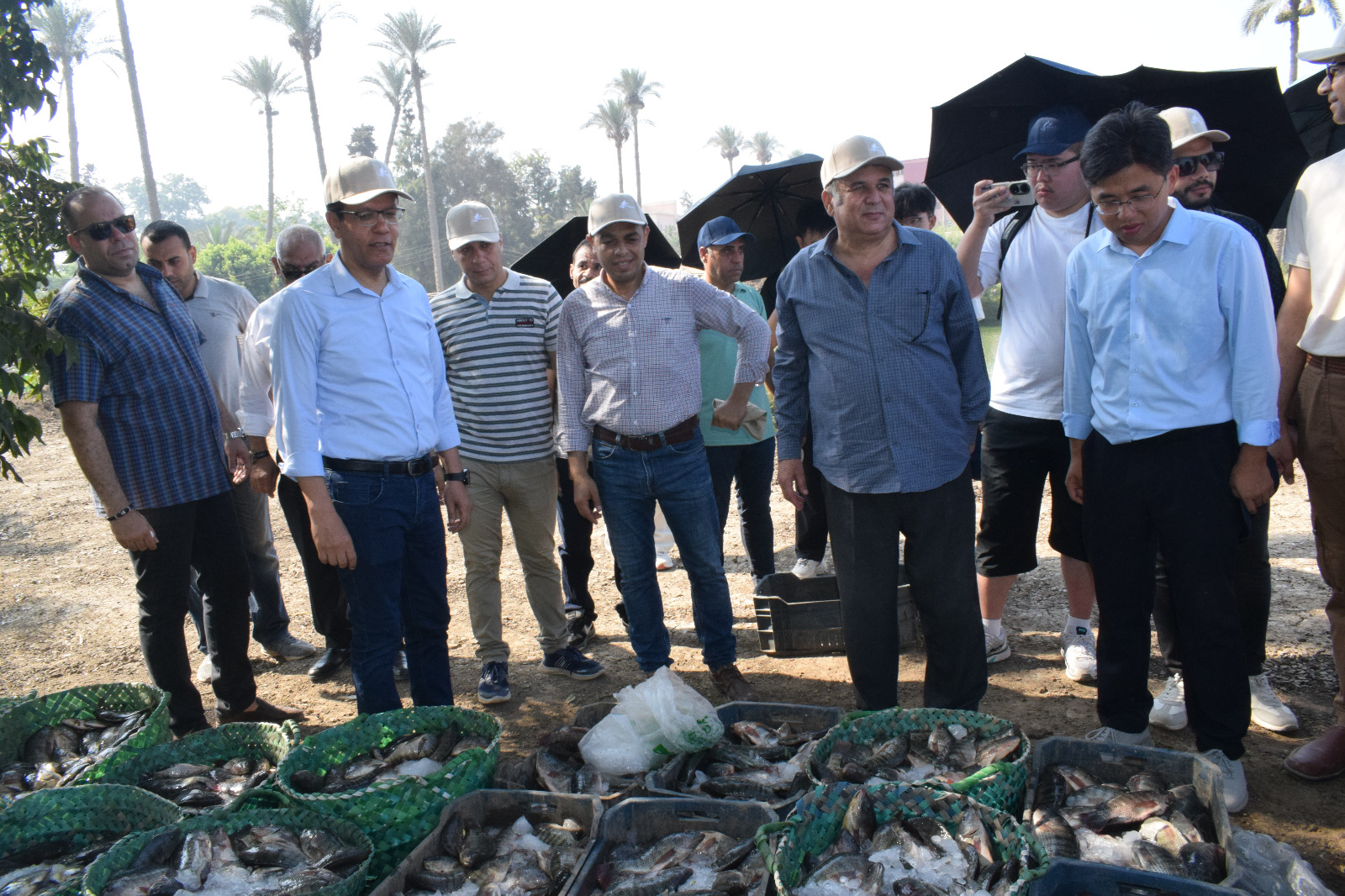 حصاد أسماك البلطي