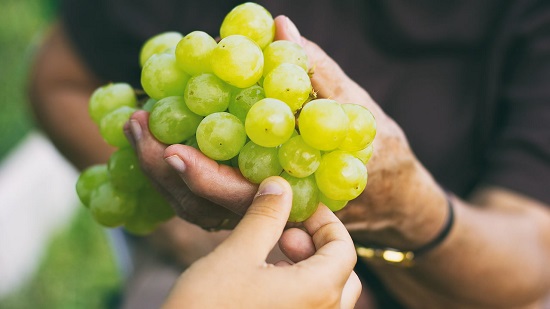 العنب الأصفر