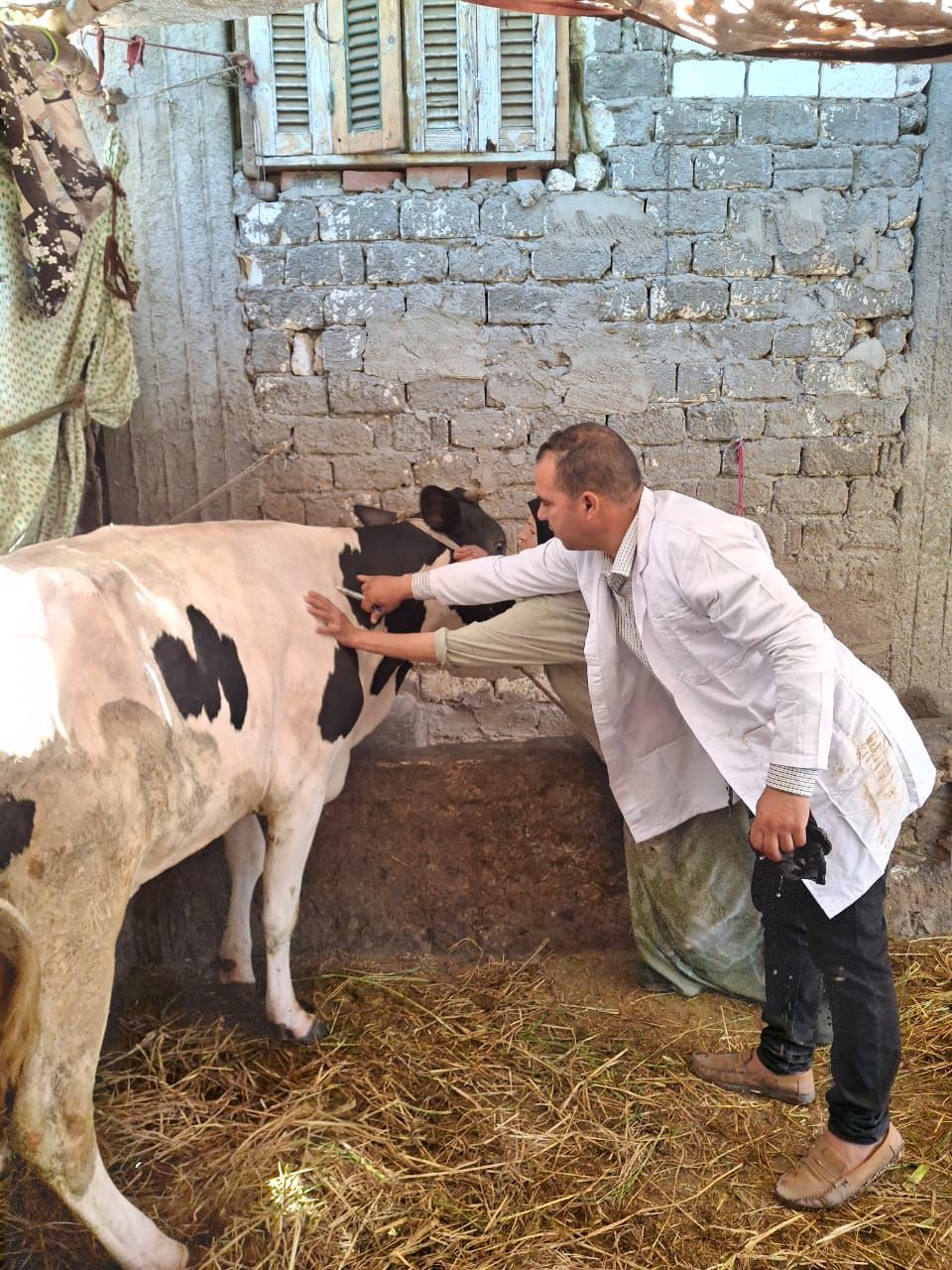 تحصين الماشية  بكفر الشيخ