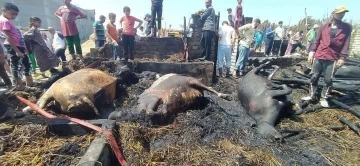 حيوانات نافقة من جراء الحريق حيوانات نافقة من جراء الحريق