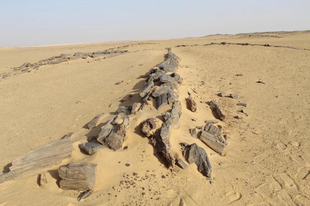 غابة جبل قطراني 