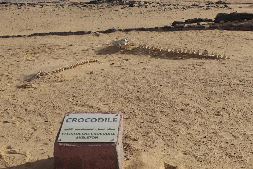 أهم غابة متحجرة في مصر 