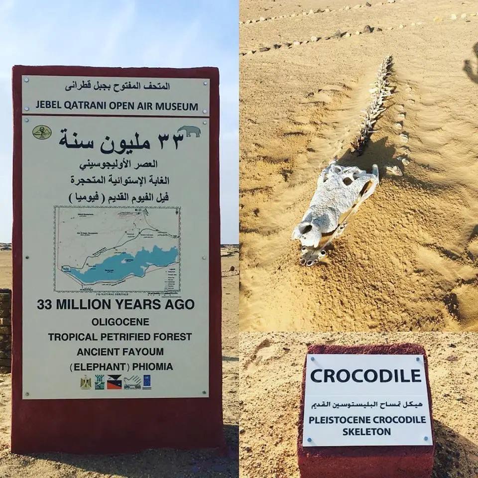 الغابات المتحجرة 