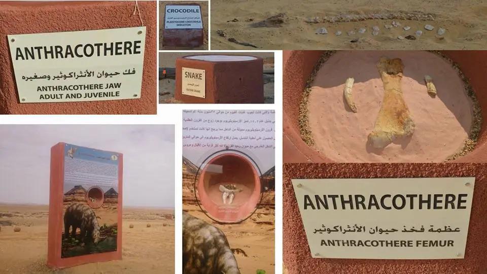 معلومات عن الغابة 