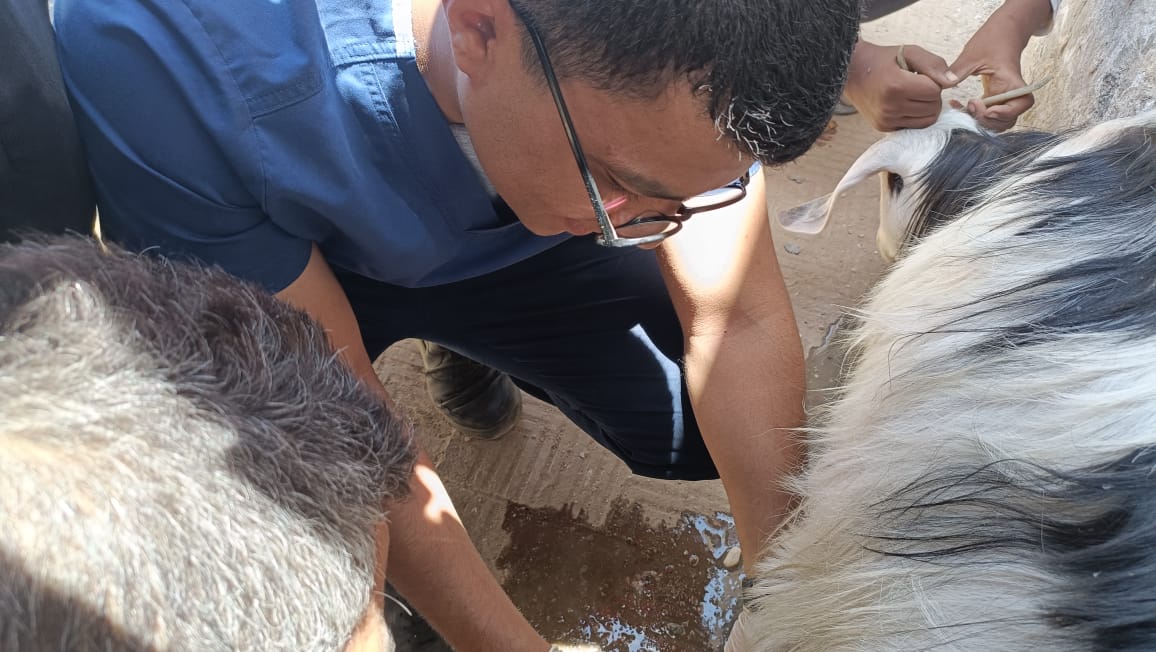 ماعز يتلقى العلاج