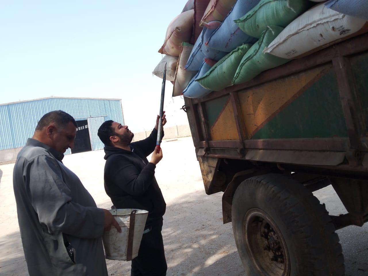 توريد أكثر من 25 ألف طن من الأقماح المحلية للشون والصوامع توريد أكثر من 25 ألف طن من الأقماح المحلية للشون والصوامع