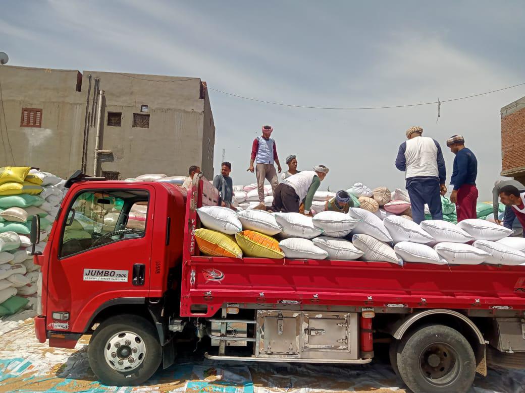 الأقصر تعلن توريد أكثر من 25 ألف طن من الأقماح المحلية الأقصر تعلن توريد أكثر من 25 ألف طن من الأقماح المحلية