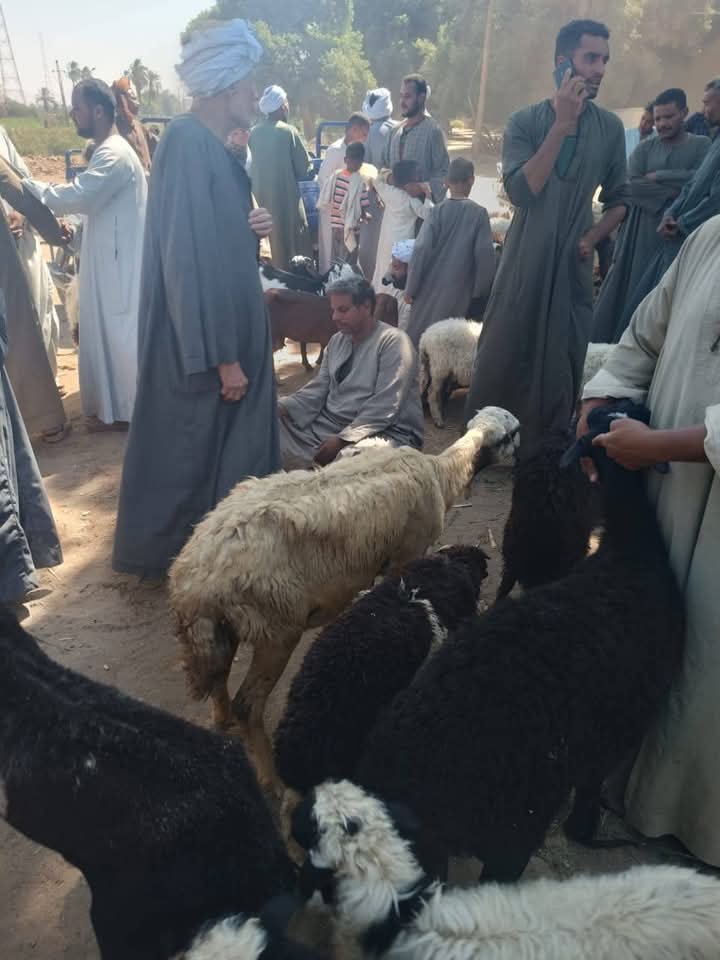 اسواق الثروة الحيوانية باسوان