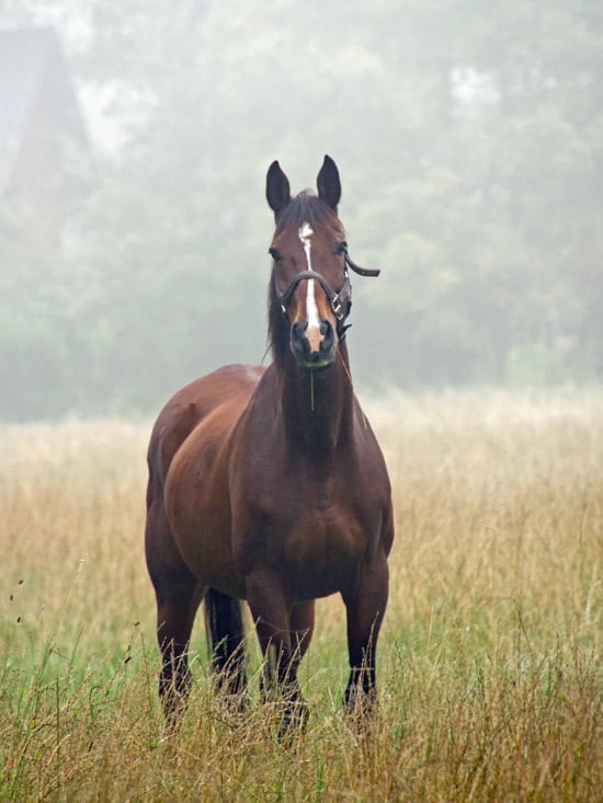 تفسير حلم الخيل img