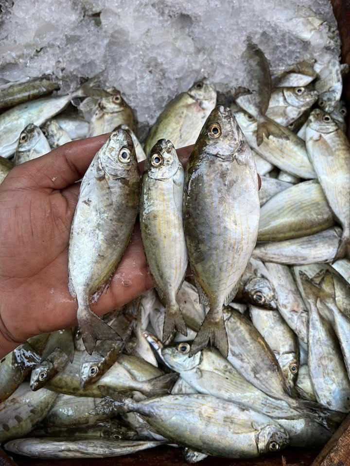  سمك بحر اسكندرية