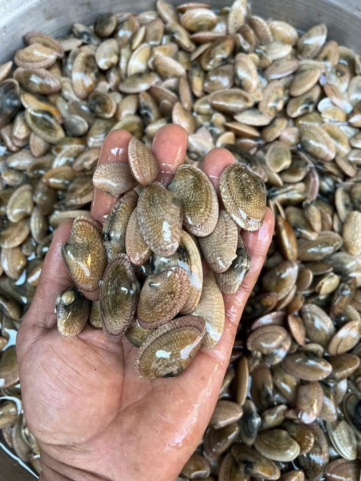 سمك اسكندرية سمك اسكندرية
