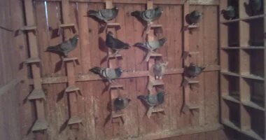 تربية الحمام الزاجل تربية الحمام الزاجل