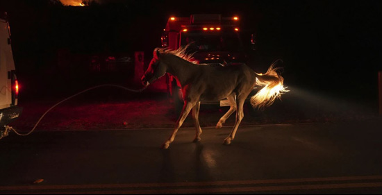 اشتعال حريق كانيون (6)