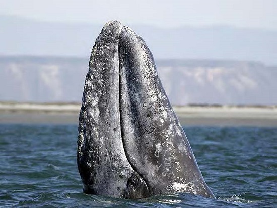 الحوت الرمادي