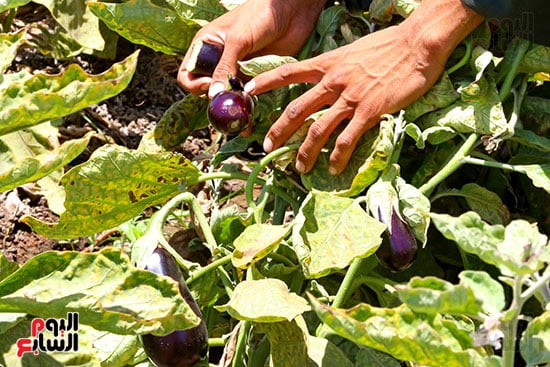 حصاد الباذنجان حصاد الباذنجان