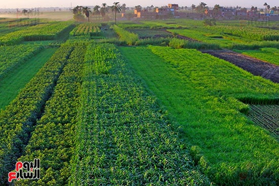 المزرعة بيت الطبيعة وروح الأرض المزرعة بيت الطبيعة وروح الأرض
