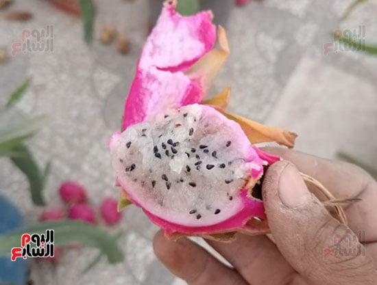 فاكهة-الدراجون-فروت-المكافحة-للسرطان-والعديد-من-الامراض فاكهة-الدراجون-فروت-المكافحة-للسرطان-والعديد-من-الامراض