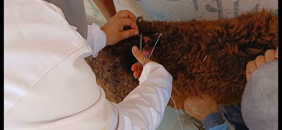حملات تطعيم الطب البيطرى (2)