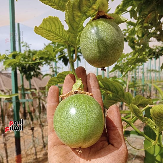 ثمرة-الباشن-فروت ثمرة-الباشن-فروت