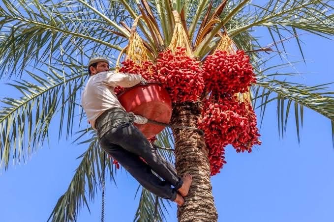أرض الفرص الواعدة بين الزراعة