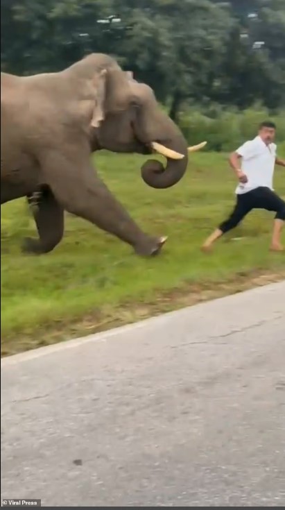 هروب السائح من الفيل هروب السائح من الفيل