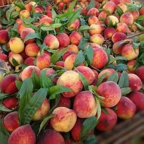 محاصيل وفرص استصلاح واسعة