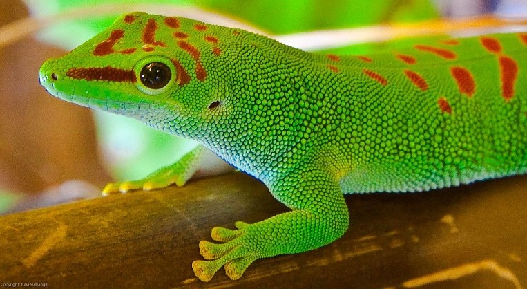 اليوم العالمى للسحالى