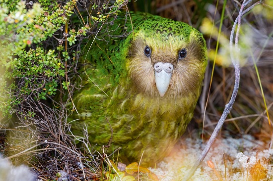 طائر الكاكابو