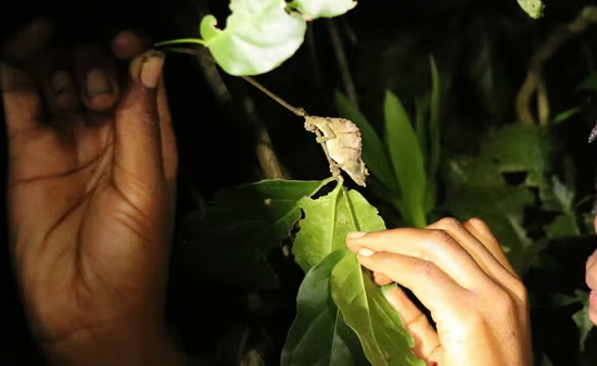 حرباء الأقزام