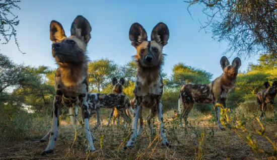 الكلب البري