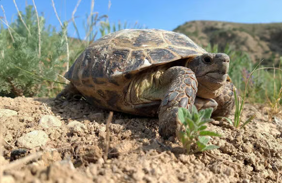 سلحفاة السهوب