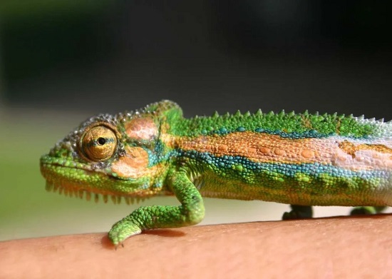 شكل الحرباية شكل الحرباية