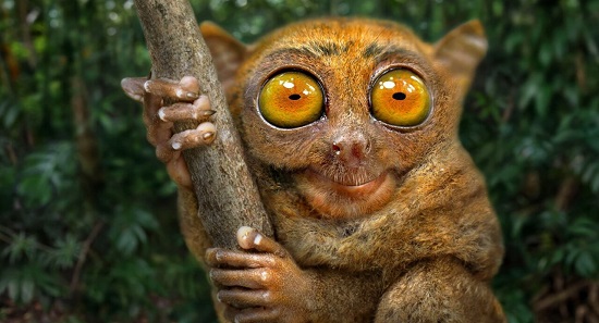 حيوان التارسير