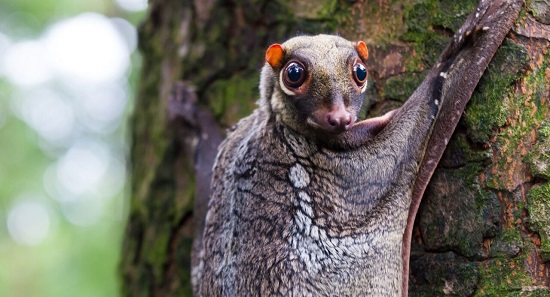 حيوان الكولوجو