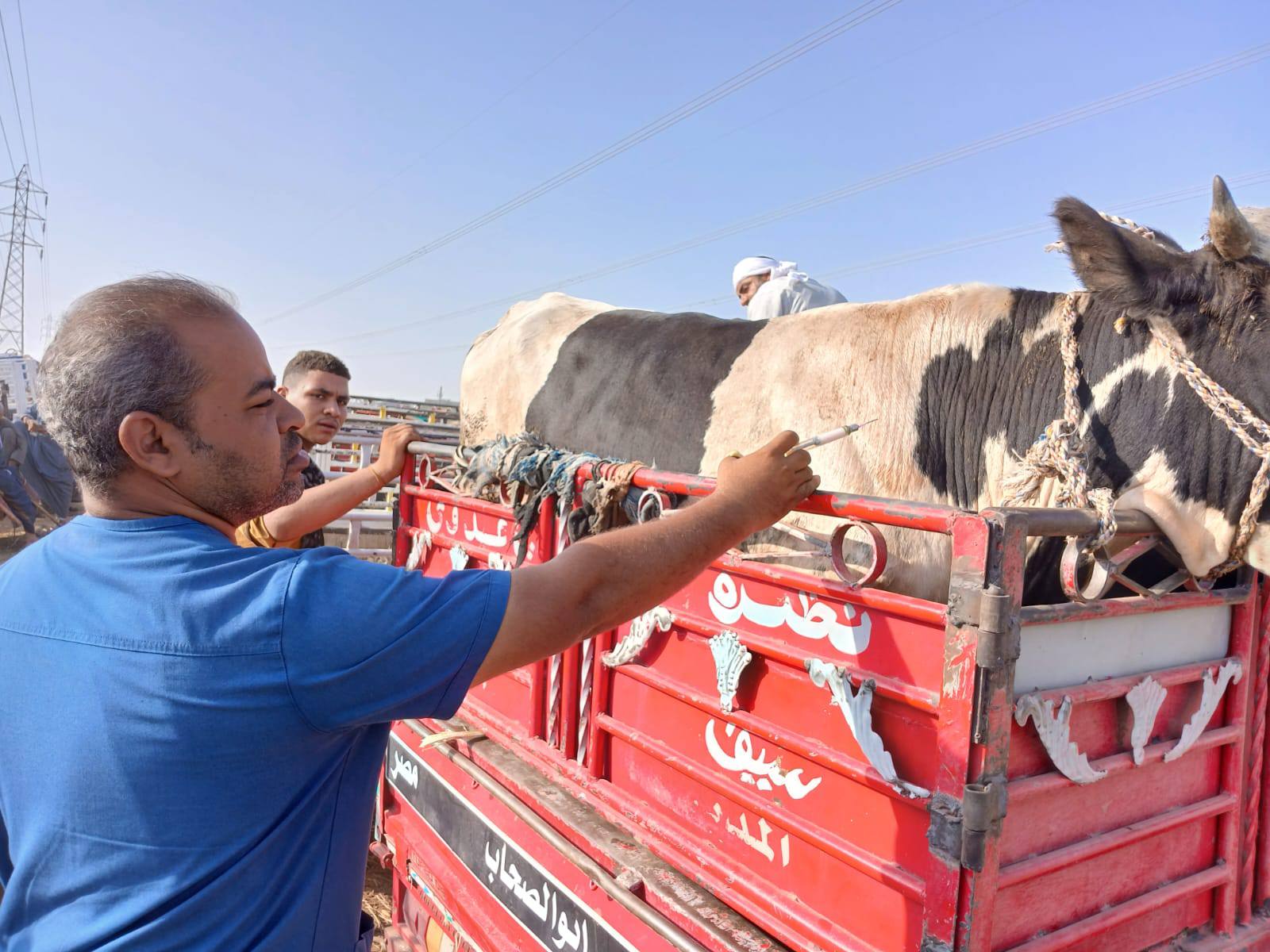 بيطرى الأقصر تبدأ فعاليات الحملة القومية ضد مرض الحمي القلاعية