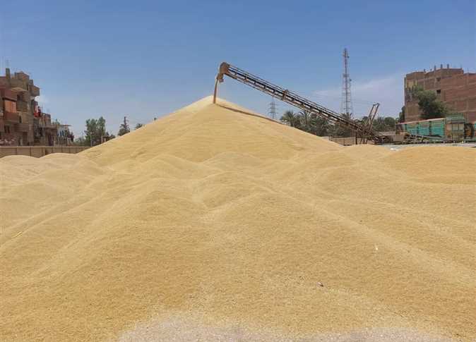 تموين الأقصر تعلن إنتهاء موسم توريد القمح