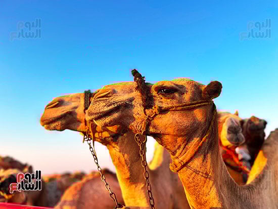 مشاركة-وتنافس-بين-الهجن