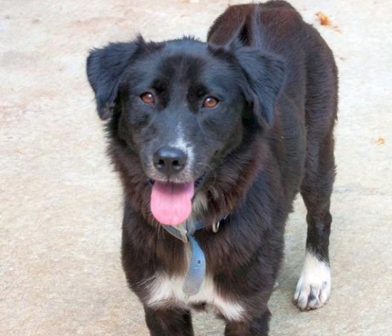 فوائد تربية حيوان أليف فوائد تربية حيوان أليف