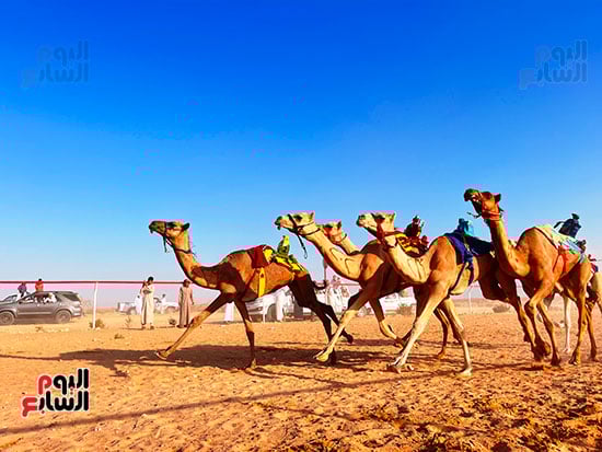 من-جوانب-السباق-