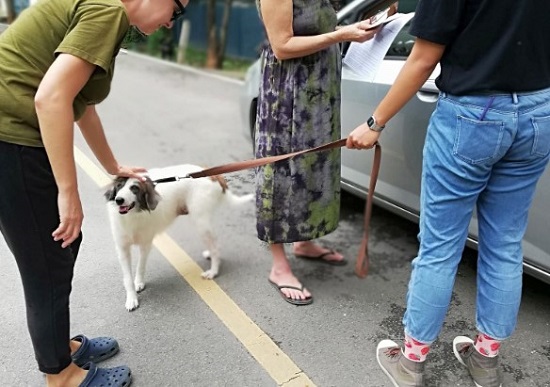 تربية حيوان أليف تربية حيوان أليف