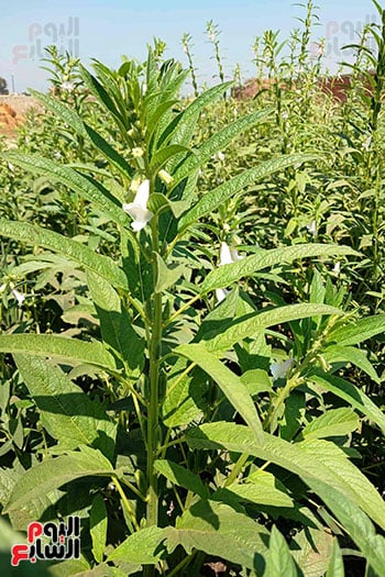 السمسم-نور-فى-الغيطان