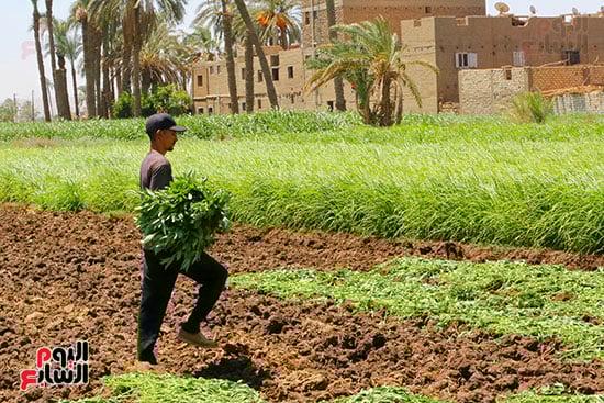 من الزرع للحصاد من الزرع للحصاد