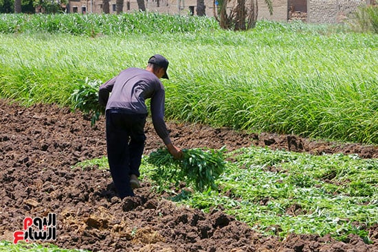 خضرة الذهب الأخضر خضرة الذهب الأخضر