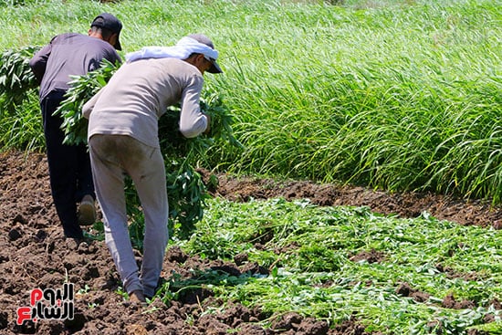 حصاد الملوخية أيادٍ لا تعرف الكلل حصاد الملوخية أيادٍ لا تعرف الكلل