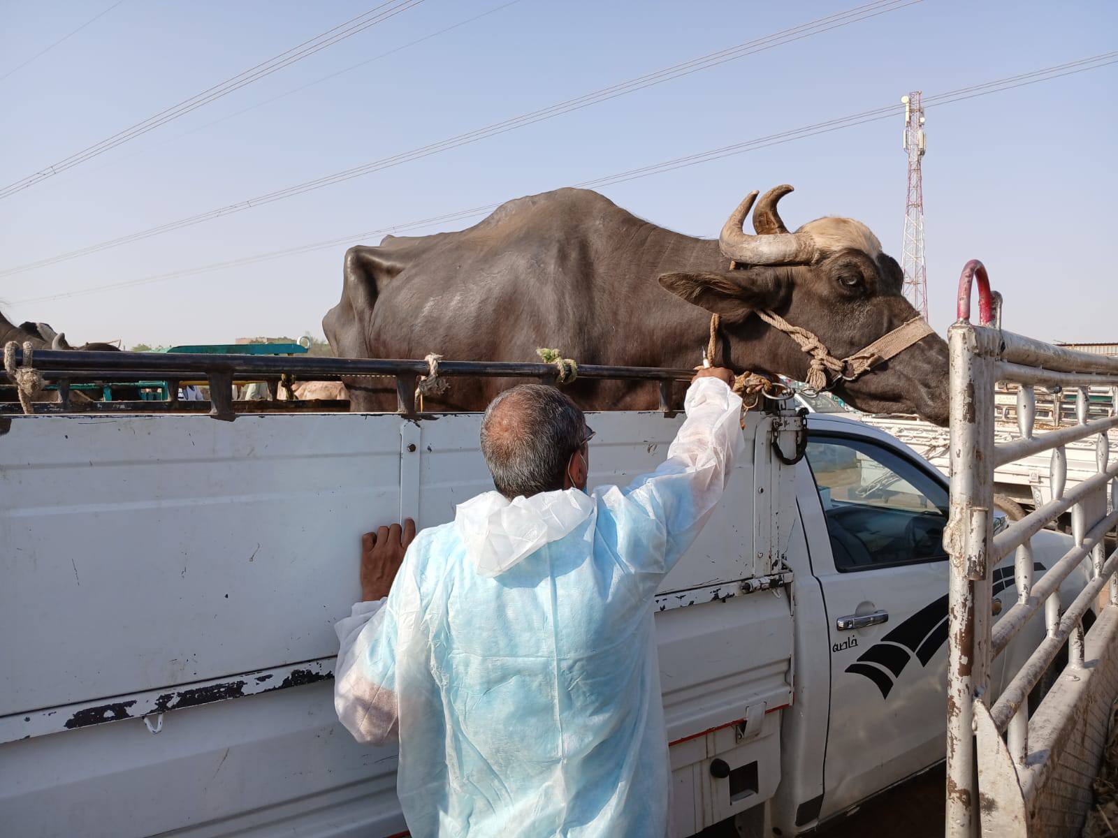 بيطرى الأقصر تحصن الماشية في الأسواق الأسبوعية