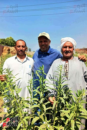 مدير-الجمعية-الزراعية-بدعبس-وسط-مزراعى-السمسم