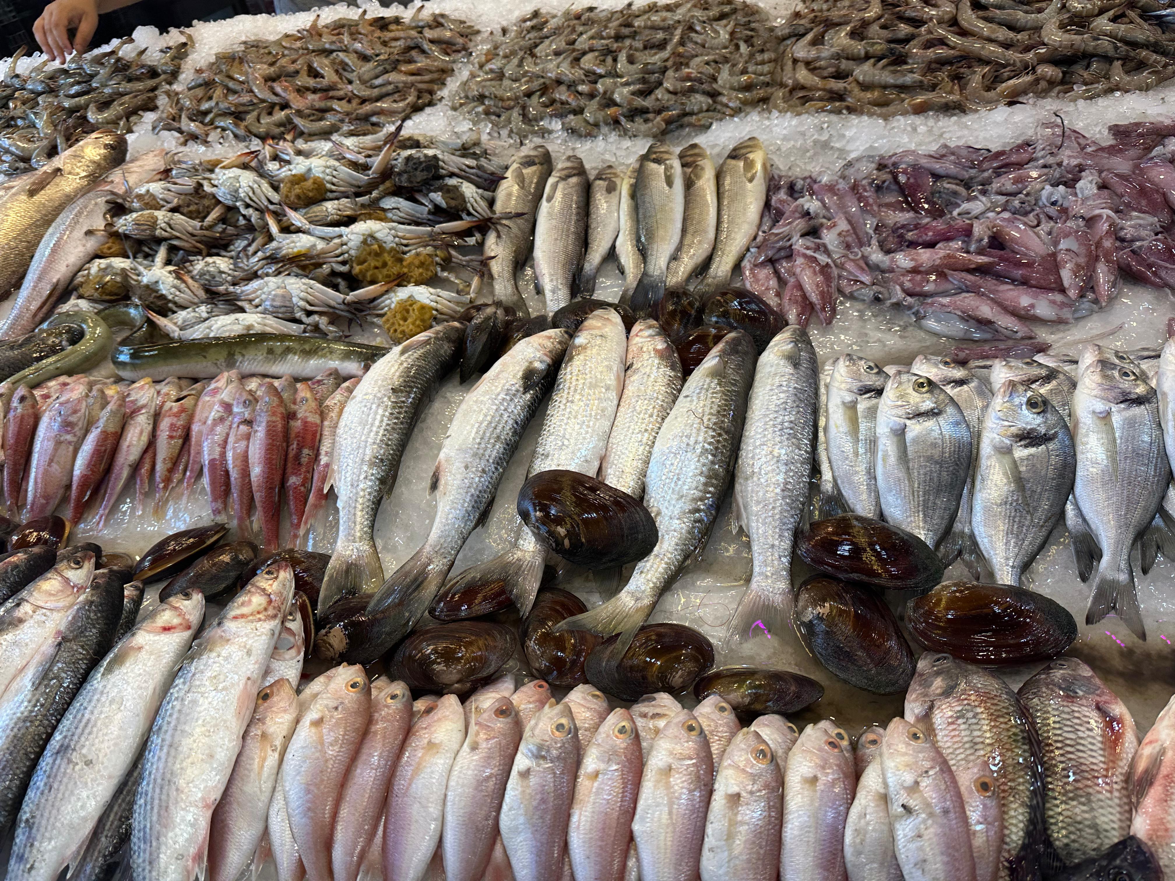 انواع للاسماك_1