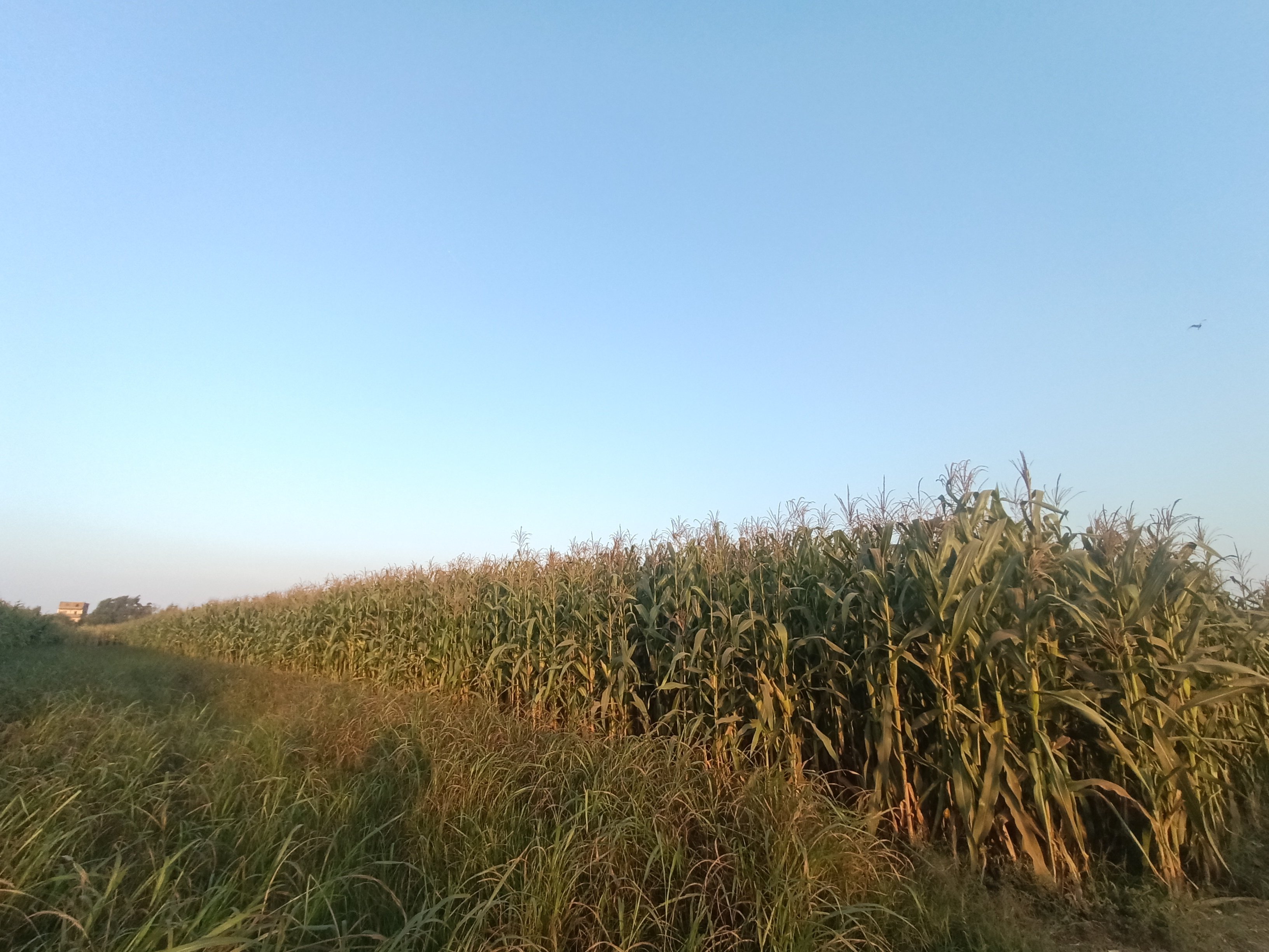 دزة شامية 