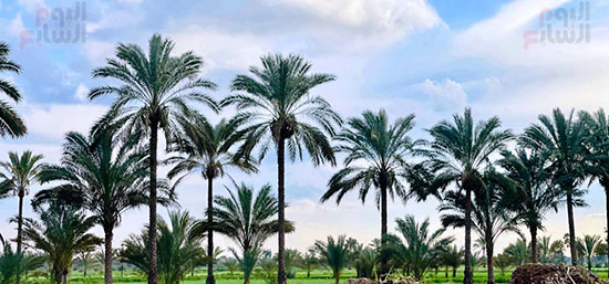 الريف المصري (1)