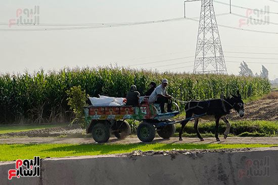 الريف المصري (4)